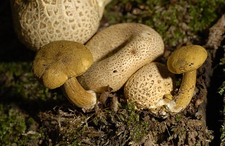 Parasitischer Röhrling (Pseudoboletus parasiticus ) - © Heinz Prelicz Parasitischer Röhrling (Pseudoboletus parasiticus ) - © Heinz Prelicz